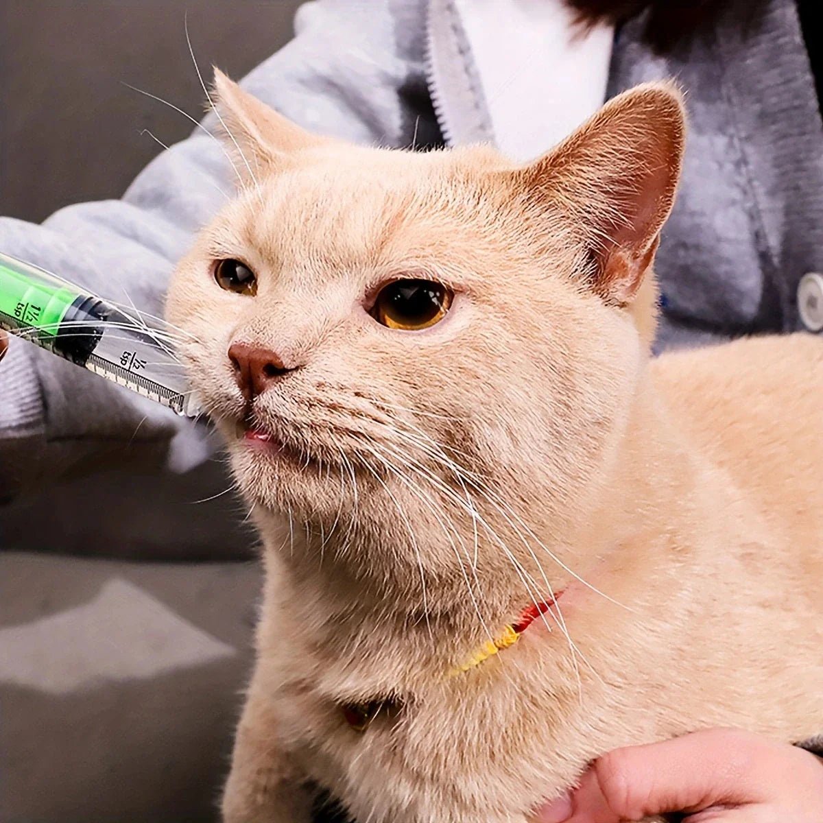 Seringue Alimentation - CatFeedingSyringe™ - Vert - Chattouilles