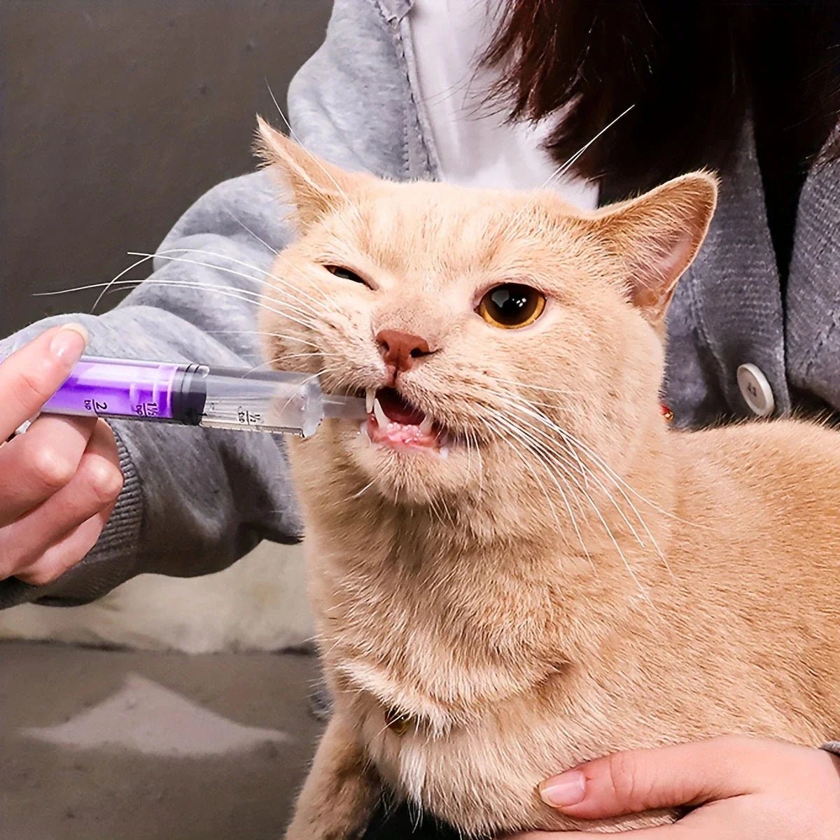 Seringue Alimentation - CatFeedingSyringe™ - Violet - Chattouilles