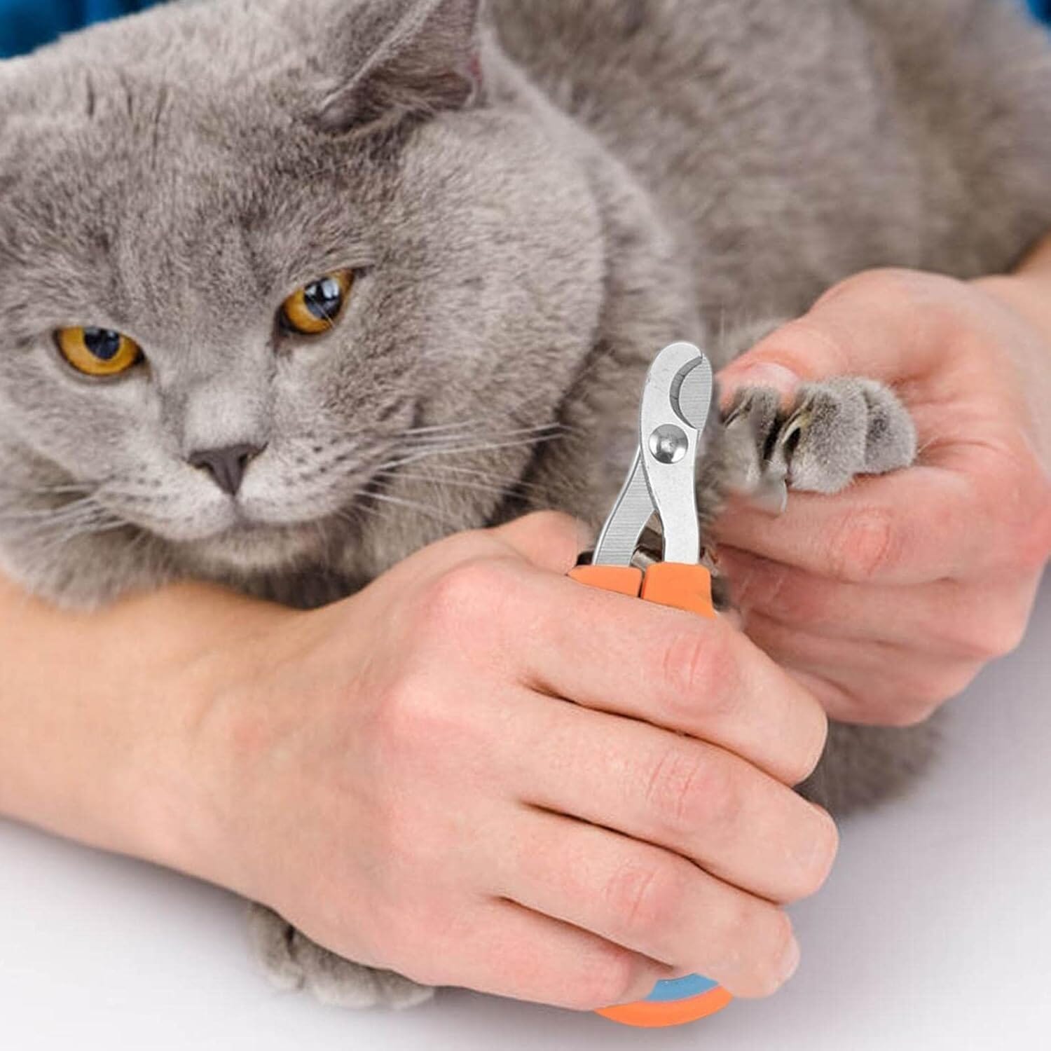 Coupe Ongle pour Chat - PetCatNailScissor™ - Orange Bleu - Chattouilles